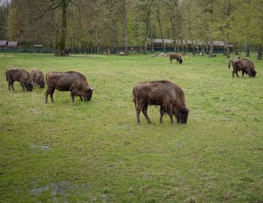 Co zwiedzać w Białowieży?